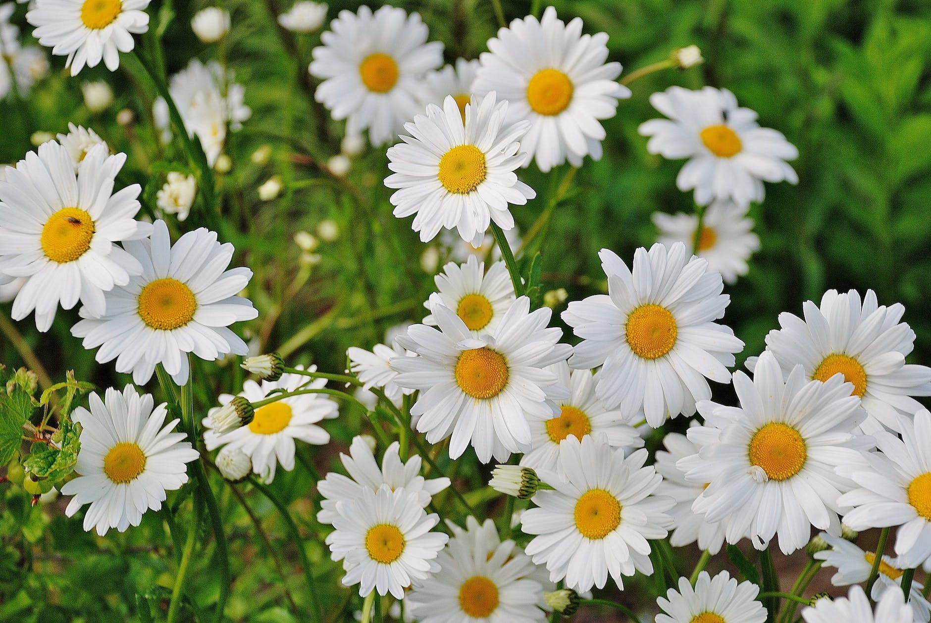 Flores Vivaces para Huertos UrbanosPhoto by Pixabay on Pexels.com